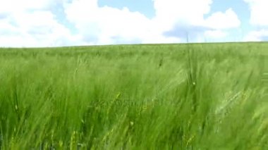 Alan yeşil buğday dalgaları Rüzgar, doğa arka plan, 4 k taşındı