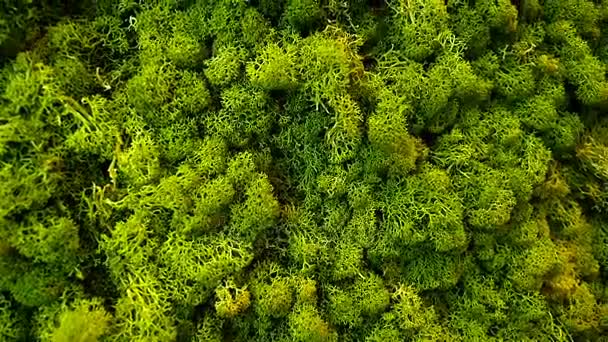 Grüne Wanddekoration aus Rentierflechte cladonia rangiferina — Stockvideo