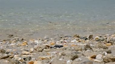 Kumsalda deniz kabukları