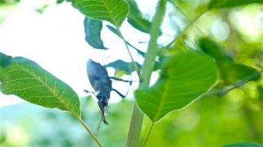 Stag beetle yeşil yaprakları bush ormanın içinde asılı