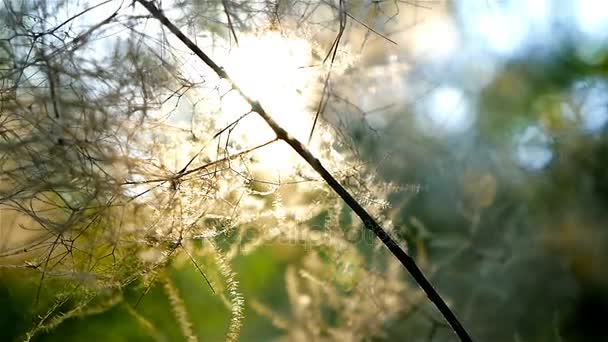 Pan shot of sunset light through green leaves plant in the forest — Stock Video