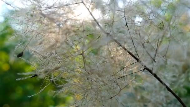 Pán lövés naplemente fény zöld levelek a növény az erdő keresztül — Stock videók