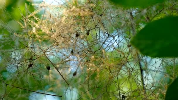 Panorering skott av solnedgången ljus genom gröna blad växt i skogen — Stockvideo