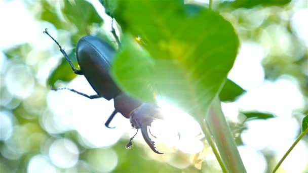 Статевий жук висить на зеленому листі куща в лісі — стокове відео