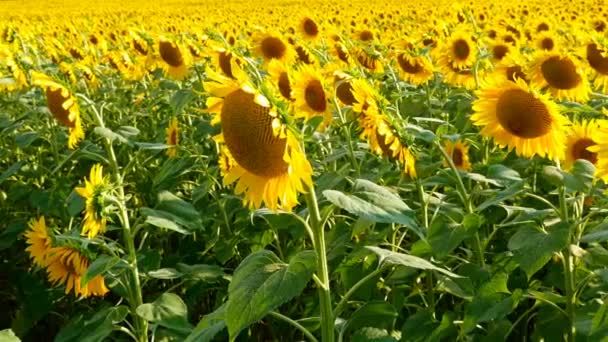 Beautiful Happy Girl Woman Covering Her Eyes Two Sunflowers Sunflower — Stock Video