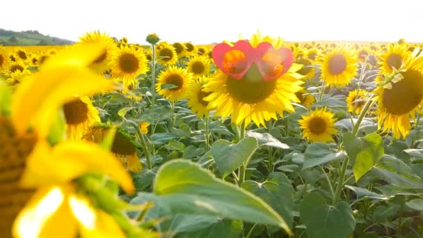 Hermosa Mujer Chica Feliz Sonriendo Abrazando Girasol Con Gafas Sol — Vídeos de Stock