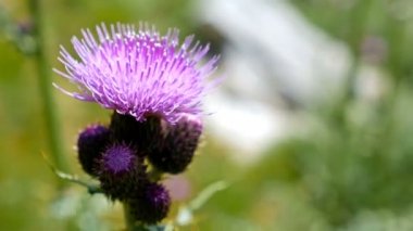 Menekşe Thistle çiçek dağ, 4k