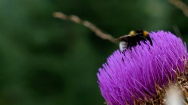 Menekşe Thistle çiçek arıya toplamak Nectar, 4k