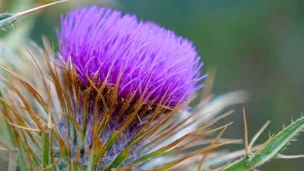 Фіолетовий Thistle Квітка Гори — стокове відео