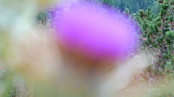 Bienen Auf Violetten Distelblüten Sammeln Nektar — Stockvideo