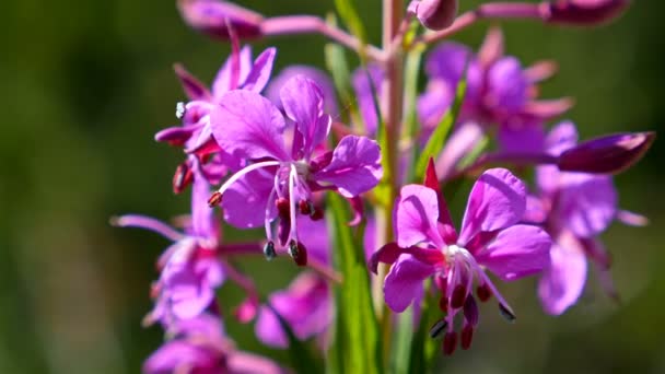 Фиолетовый Цветок Горах — стоковое видео