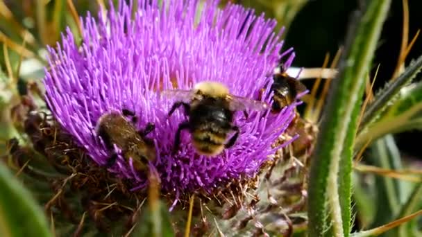 Bee Violet Thistle Flower Gather Necta — Stock Video