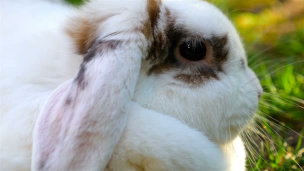 Закрыть Пушистого Белого Кролика — стоковое видео