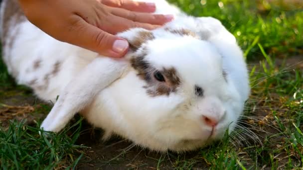 孩子的手抚摸蓬松的白兔 — 图库视频影像