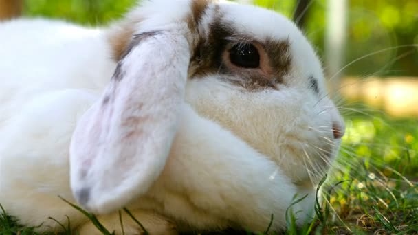 Primer Plano Conejo Blanco Esponjoso — Vídeo de stock