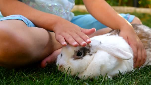 Ребенок Ласкает Пушистого Белого Кролика Закрывается — стоковое видео