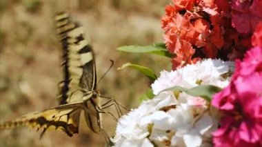 Güzel bir kelebeğin yakınında Papilio Machaon bir çiçeğin üzerine tünemiş, 4k, 75 Fps