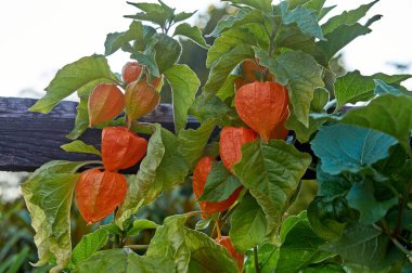 Daldaki kırmızı kabuktaki bitki örtüsü, Physalis Peruviana.