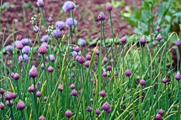 Chive Allium Schoenoprasum Flor colorida Casa Jardinería y plantación Stock de Foto — Foto de Stock