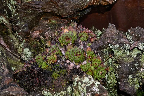 Sempervivum tectorum, obyčejný houseleek rostoucí na kořeni stromu — Stock fotografie