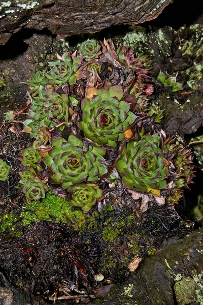 Sempervivum tectorum, obyčejný houseleek rostoucí na kořeni stromu — Stock fotografie