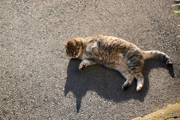 Een kat gefotografeerd tijdens het zonnebaden op straat — Stockfoto