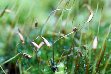 Bryophyta, bir damla suyla bir tutam yosun.