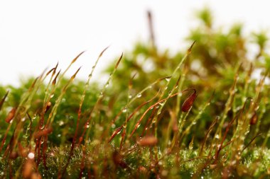 Bryophyta, bir damla suyla bir tutam yosun.