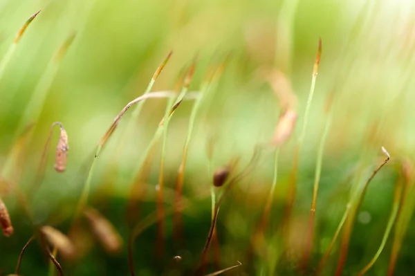 Bryophyta, Macro знімок моху з крапель води — стокове фото
