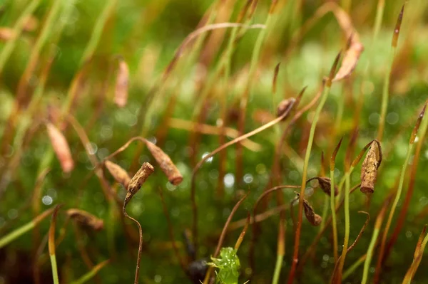 Bryophyta, Μακρό σφηνάκι βρύα με σταγόνες νερό — Φωτογραφία Αρχείου