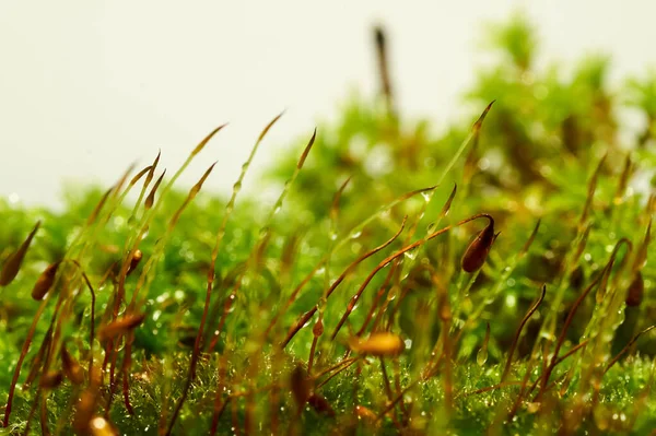 ブライオフィタ水の滴と苔のマクロショット — ストック写真