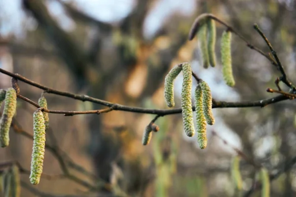 Close up of a hazelnut branch with pollen photographed in winter — Stock Photo, Image