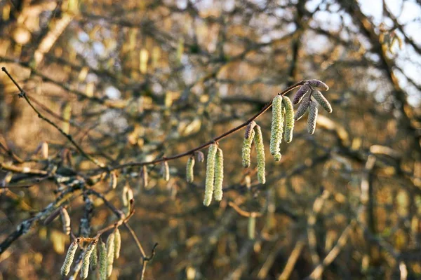 Close up of a hazelnut branch with pollen photographed in winter — 스톡 사진