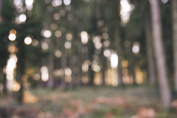 bokeh image in the forest photographed in winter day.