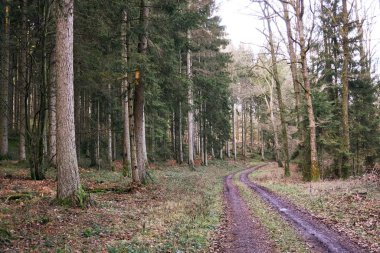 Almanya 'da kışın çekilen orman yolu Eifel