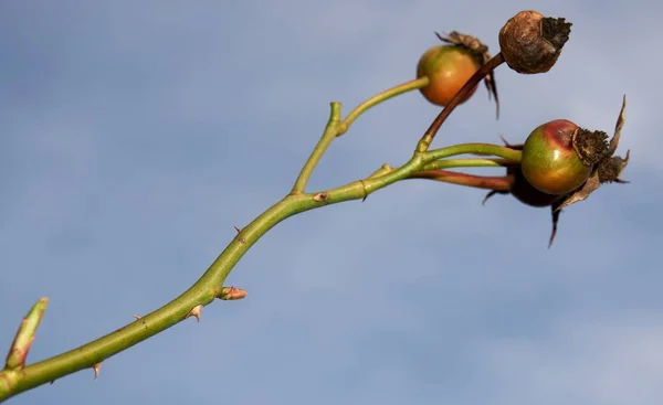 Small twig with rose hips on blue sky background, Ripe rose hips