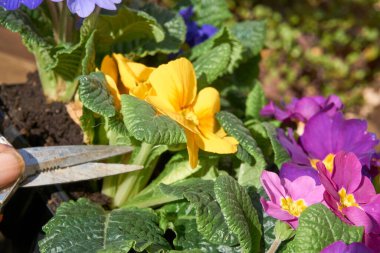 Primrose Primula Vulgaris. Multicolor Country Garden Primula Flowers, top view