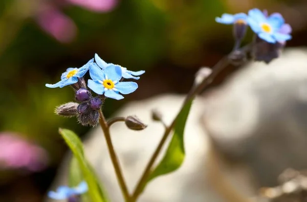 Forget Nots Myosotis Genus Plants Family Raublattgew Chse Boraginaceae Varieties — Stock Photo, Image