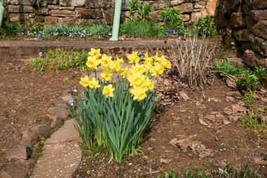 Nergis türleri türlerine göre 5 ila 80 santimetre yüksekliğe ulaşan çok yıllık otçul bitkilerdir.