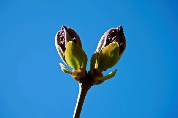 Lilac Syringa Genus Plants Olive Tree Family Oleaceae Comprises Species — Stock Photo, Image
