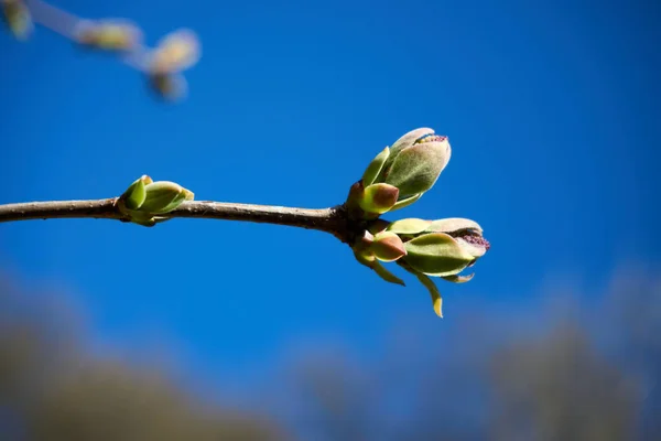 Lilac Syringa Est Genre Plantes Famille Des Oleaceae Comprend Environ — Photo