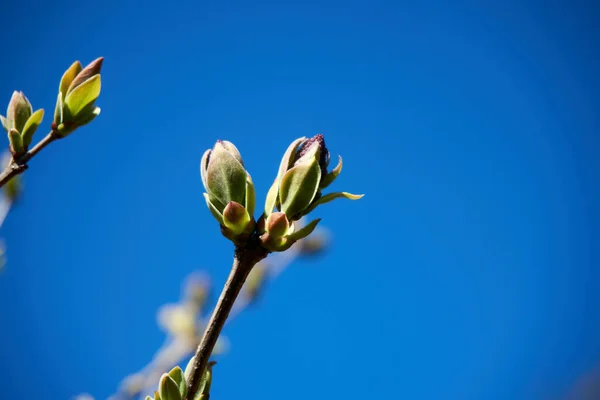 Lilac Syringa Est Genre Plantes Famille Des Oleaceae Comprend Environ — Photo