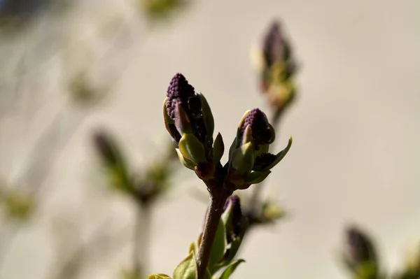 Lilac Syringa Genus Plants Olive Tree Family Oleaceae Comprises Species — Stock Photo, Image
