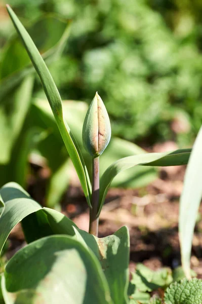 Primeiro Botão Tulipa Amarelo Florescendo Canteiro Flores Primavera — Fotografia de Stock