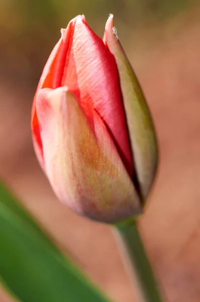 Primeiro Botão Tulipa Vermelha Florescendo Canteiro Flores Primavera — Fotografia de Stock