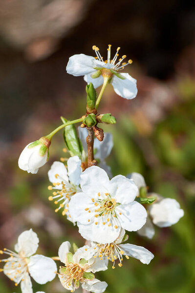 Flowers of the plum tree - Prunus domestica