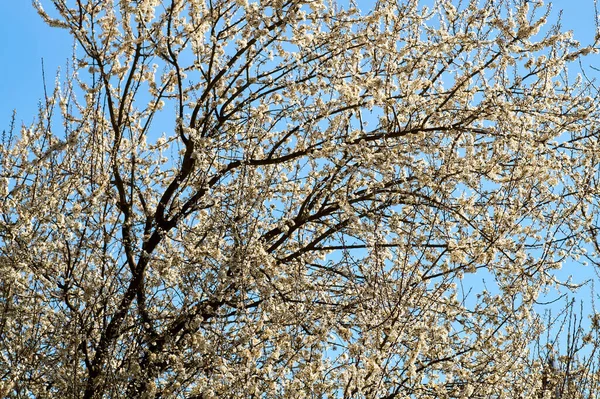 Květiny švestky - Prunus domestica — Stock fotografie