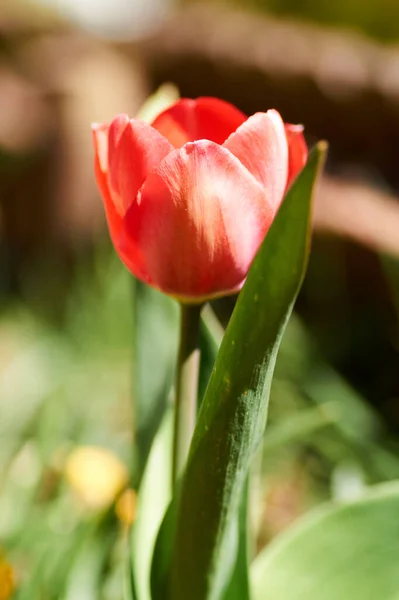 O primeiro botão tulipa vermelha florescendo em um canteiro de flores primavera . — Fotografia de Stock