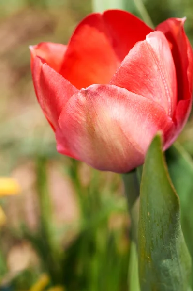 O primeiro botão tulipa vermelha florescendo em um canteiro de flores primavera . — Fotografia de Stock