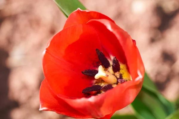 O primeiro botão tulipa vermelha florescendo em um canteiro de flores primavera . — Fotografia de Stock